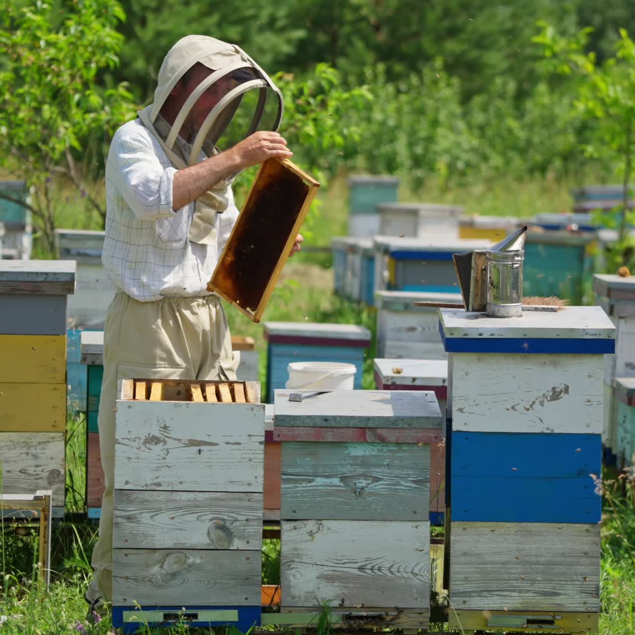Cleaning off the honey frame from bees. Apiarist uses brush to shake off the insects. Bee farm at backdrop of nature