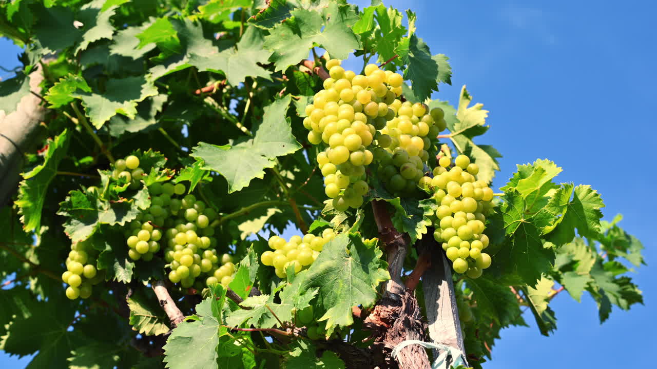 Green grapes hang in clusters from the vines in a vineyard under bright sunlight. The leaves provide shade, creating a serene and fruitful setting during the harvest season