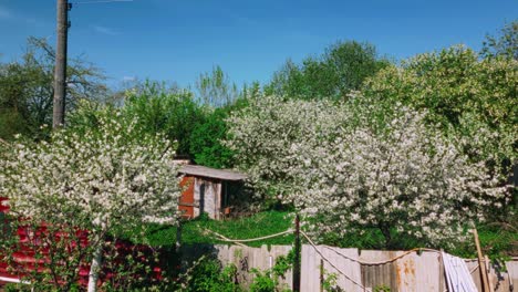 Weiße-Apfelblütenbäume-Im-Ländlichen-Dorfgartenbereich-Vorwärts