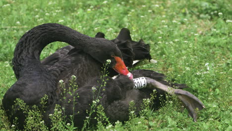 gran pájaro acuático cisne negro australiano limpiándose mientras se acuesta en la vegetación verde