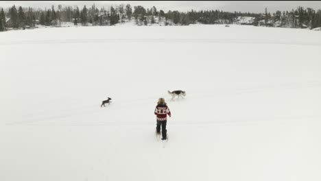 adult man in large fur hat, walks and plays in traditional snowshoes on frozen lake with his pet dogs in northern canada