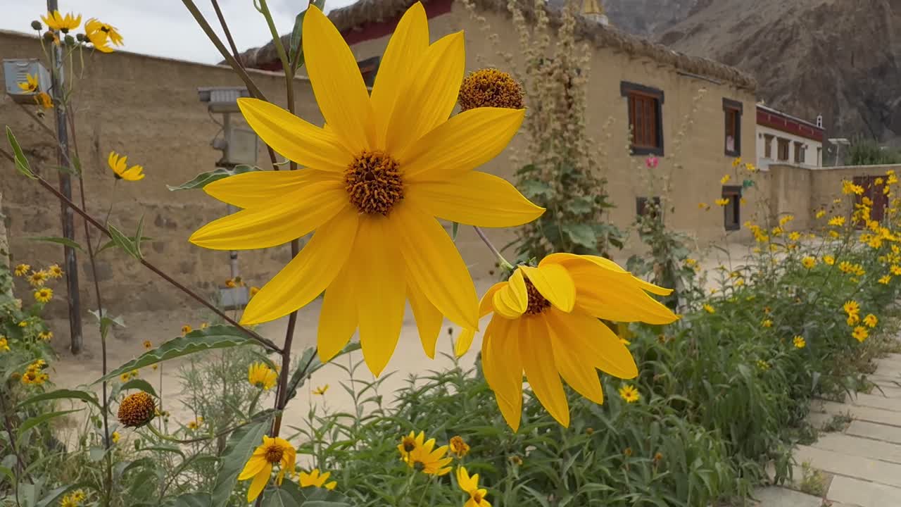 Yellow wildflowers bloom near ancient mud homes at Tabo Monastery, Spiti