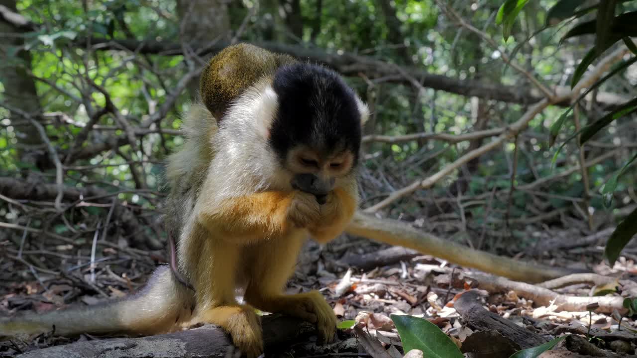 mono ardilla en la jungla jugando a arreglarse y comer_madre y bebé