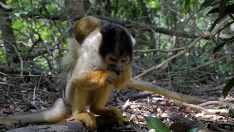 Squirrel-Monkey-in-jungle-playing-grooming-and-eating_mother-and-baby