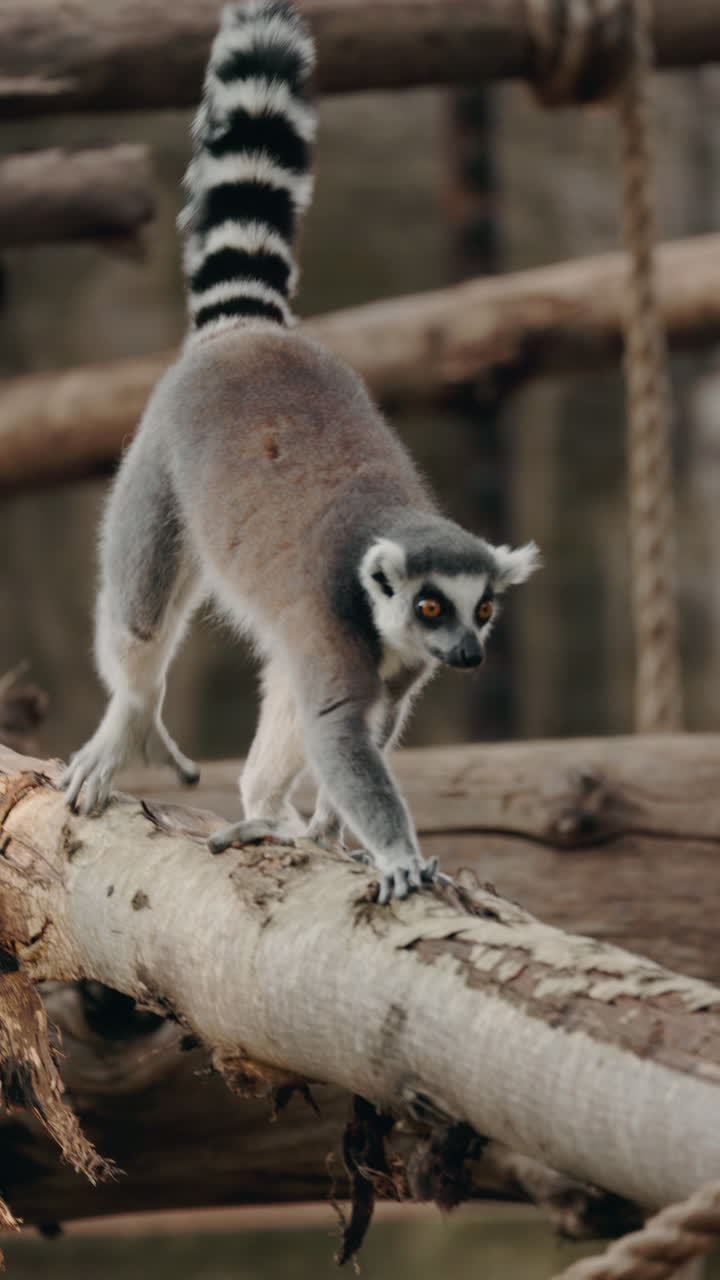 Lemur on a Branch