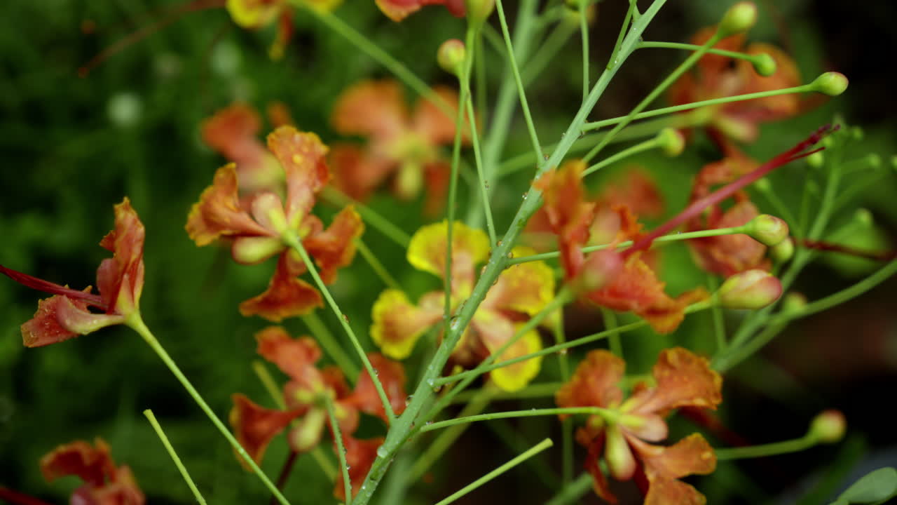 cerca de la flor de poinciana real, una flor roja con borde amarillo, flor de caesalpinia pulcherrima o rajamalli en el jardín natural