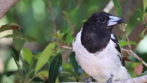 a bird interacts with its environment