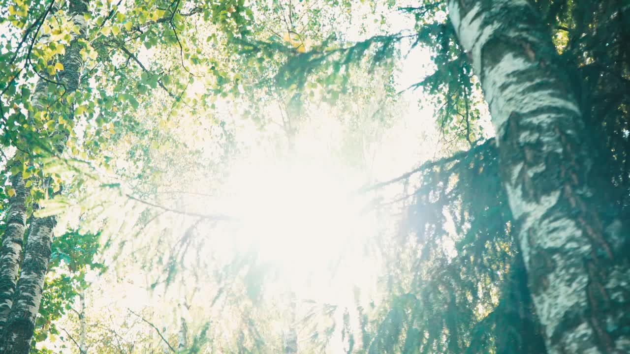 прогуляйся по лесу среди высоких деревьев.