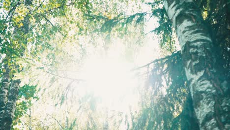 walk through the woods among the tall trees. pov.