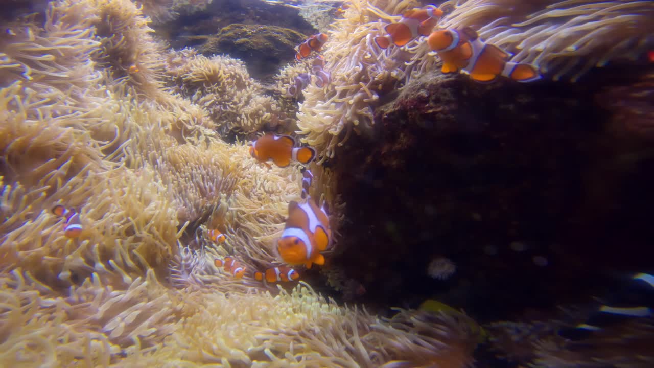acuario de parís, parís francia, cámara lenta de grupo sobre peces payaso en el acuario