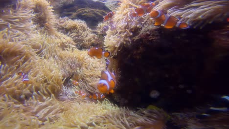 paris aquarium, paris france, slow motion of group on clown fishes in aquarium