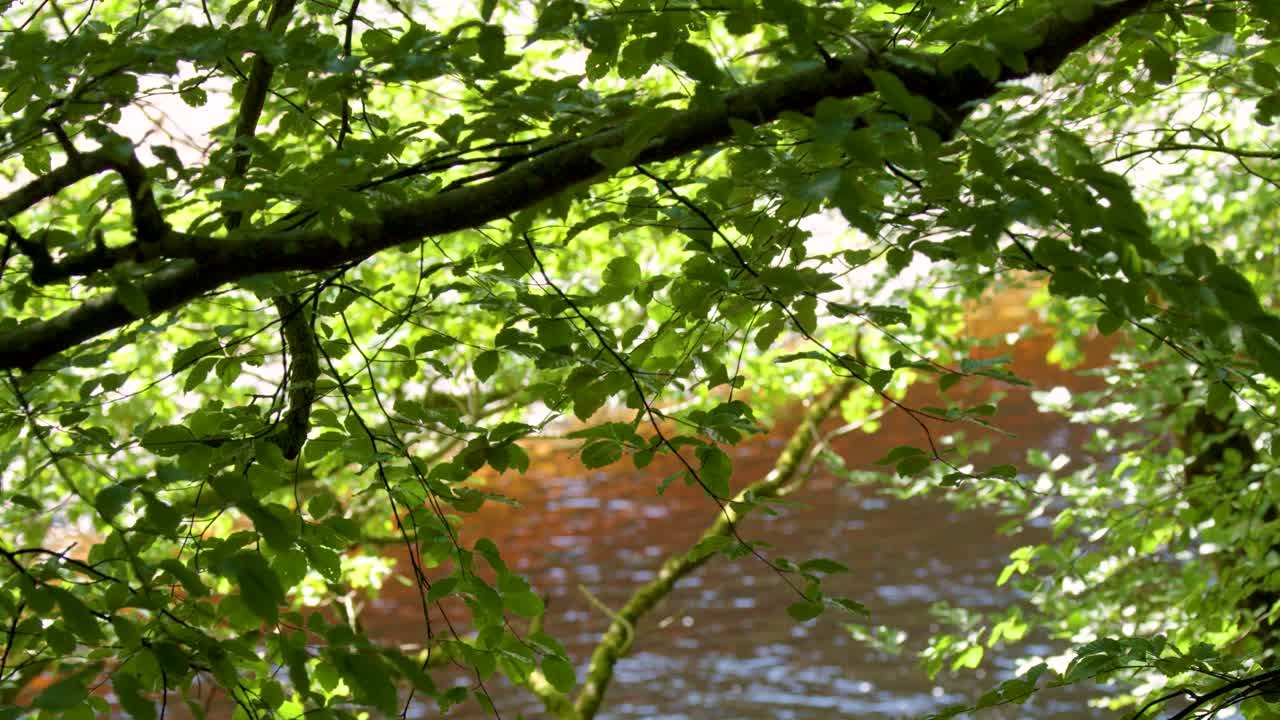 Green leafy branches sway gently above a sunlit stream in the Scottish Highlands, handheld camera