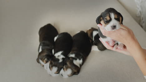 a woman in a warm sweater holds many small puppies in her arms