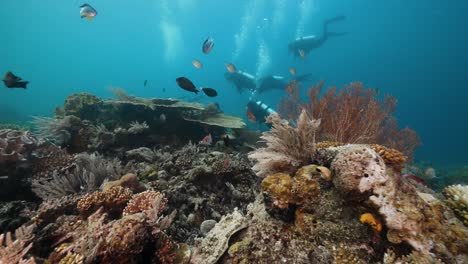 Scuba-divers-swimming-past-vibrant-corals-and-reef-fish-in-Raja-Ampat-in-Indonesia