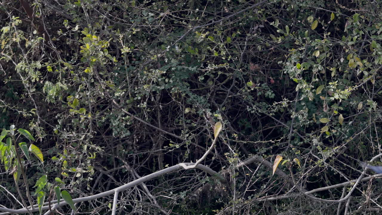 A black bittern sitting on the tree branch and flying away, keoladeo bird sanctuary, Ixobrychus flavicollis, ecosystem, India.