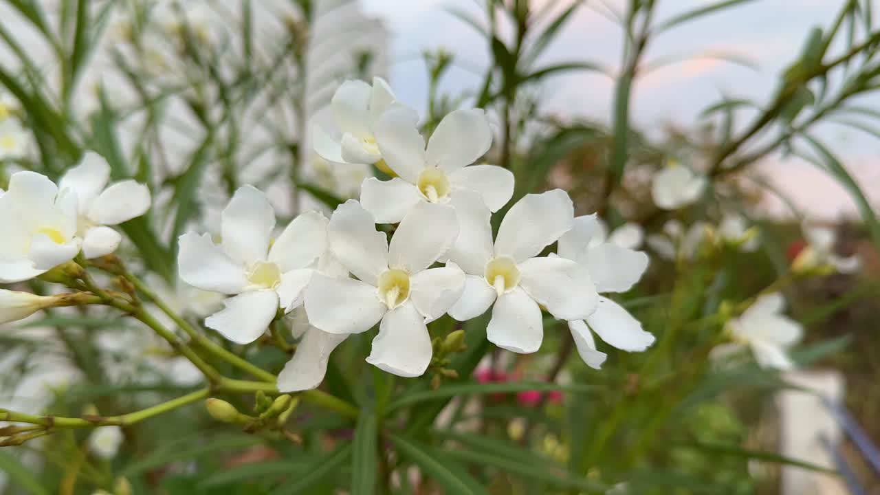 Nerium oleander 'Soeur Agnes' in blooming in the garden