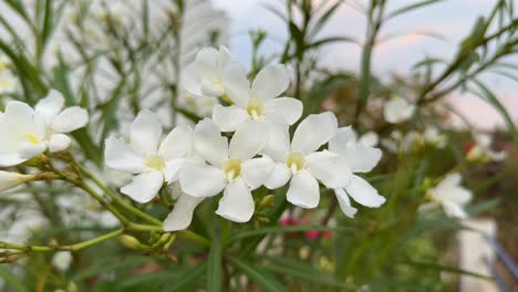 nerium oleander 'soeur agnes' in blooming in the garden