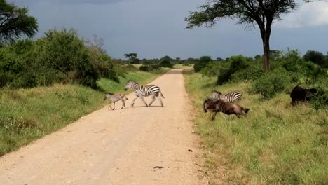 zebras and wildebeest crossing together a dirt road in the great migration of africa