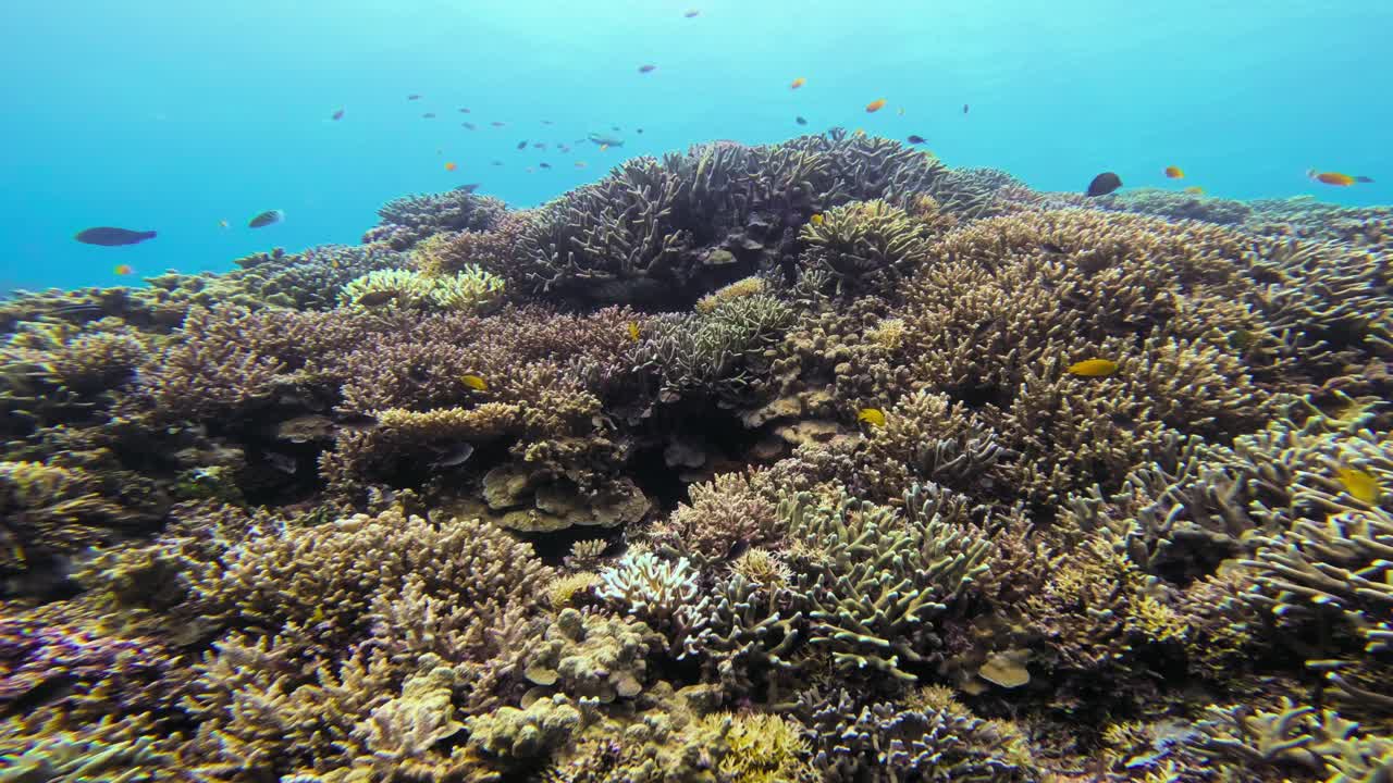 la cámara se desliza suavemente sobre un vibrante arrecife de coral hacia la superficie del agua en las maldivas