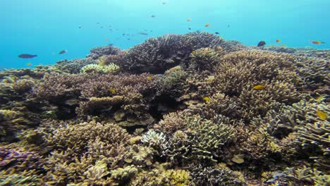 The-camera-glides-smoothly-over-a-vibrant-coral-reef-towards-the-water's-surface-in-Maldives