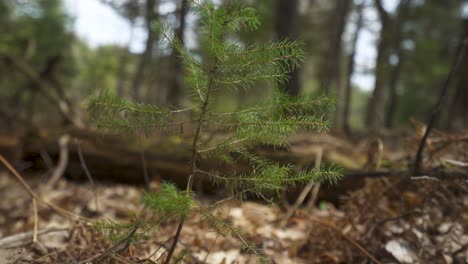 slow-pan-of-young-pine-tree-seedling-from