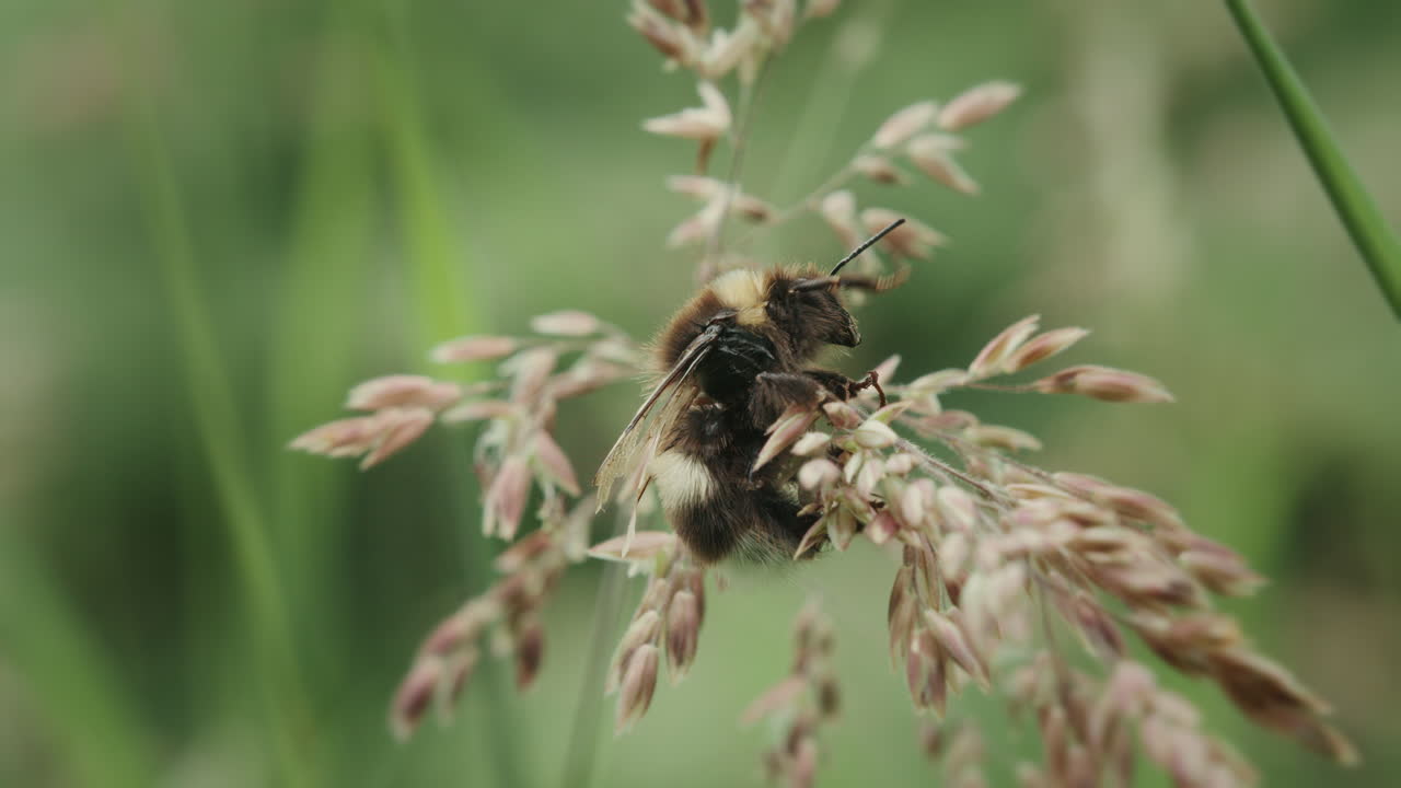 Bumblebee climbing on long grass in meadow. White-tailed bumble bee. Small earth humble-bee. Bombus Lucorum. Macro insect