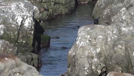 Los-Lobos-Marinos-De-Nueva-Zelanda-Juegan-En-Un-Canal-Rocoso-Protegido-Cerca-De-La-Costa