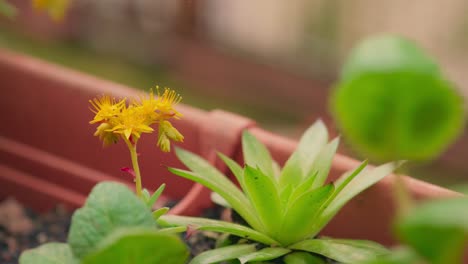 yellow plant in the backyard with blur background