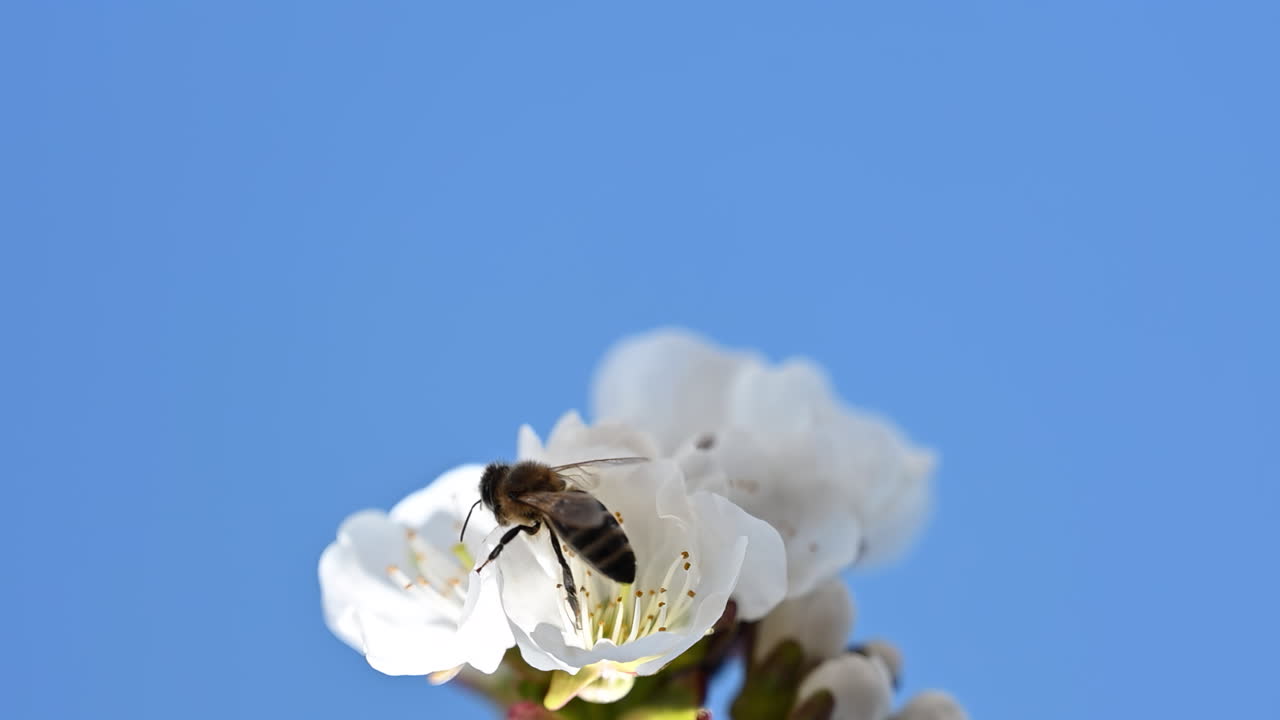 Close up of a bee approaching cherry blossoms against blue sky