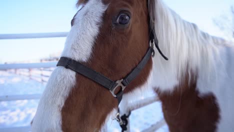 Vista-Cercana-De-La-Cabeza-Y-Los-Ojos-Del-Caballo-Bicolor