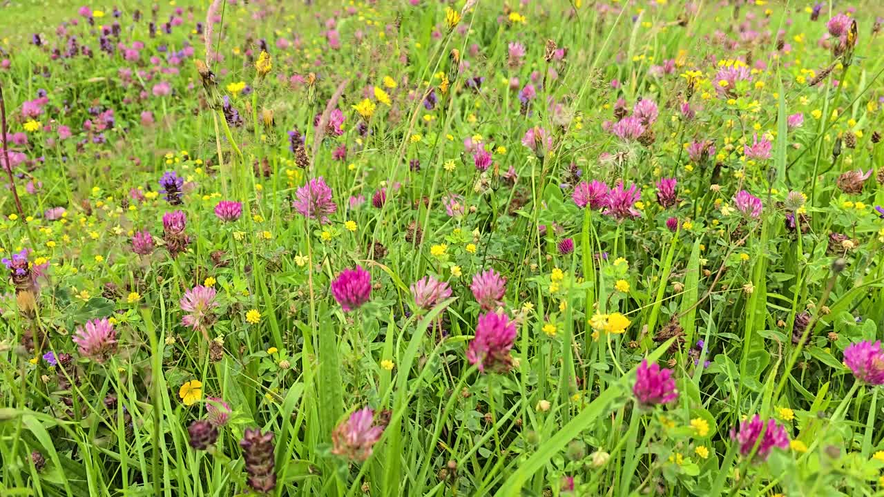 Wild flower meadow in Wales, UK. High biodiversity with, clover, buttercups, hawkweed, plantain, selfheal and many grasses. Slow pan right.