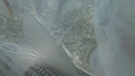 underwater close-up of bonefish swimming and feeding in shallow clear water