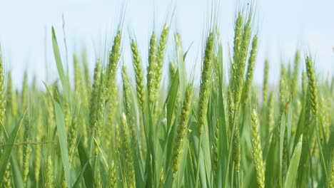 green wheat in fields blowing with the wind on a sunny day copy space