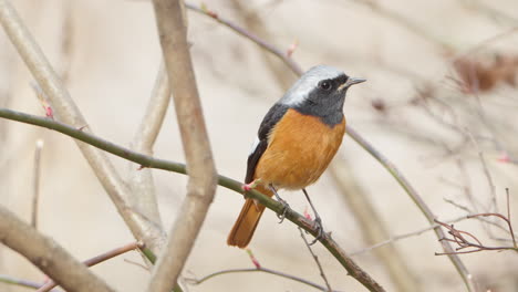 daurian redstart bird purched on leafless bush twigs in spring - close-up