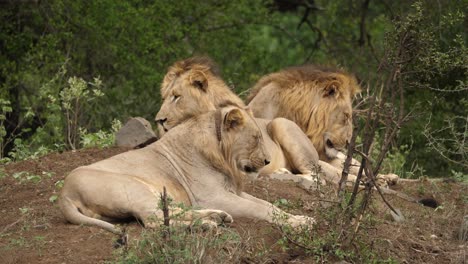 Ein-Junggesellenrudel-Aus-Drei-Männlichen-Löwen,-Die-Im-Schatten-Schlafen