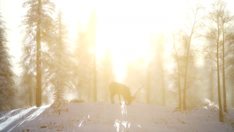 proud noble deer male in winter snow forest