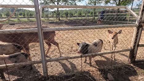 person feeding deer through a fence at a park.