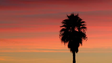 silueta de una palmera en una hermosa puesta de sol