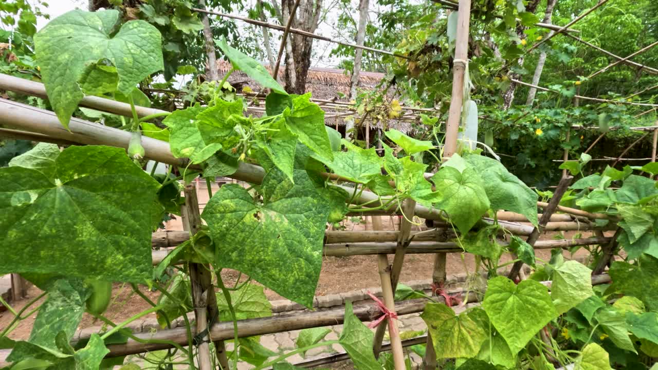 Winter melon vines climb bamboo trellis in lush outdoor garden, natural daylight, steady camera