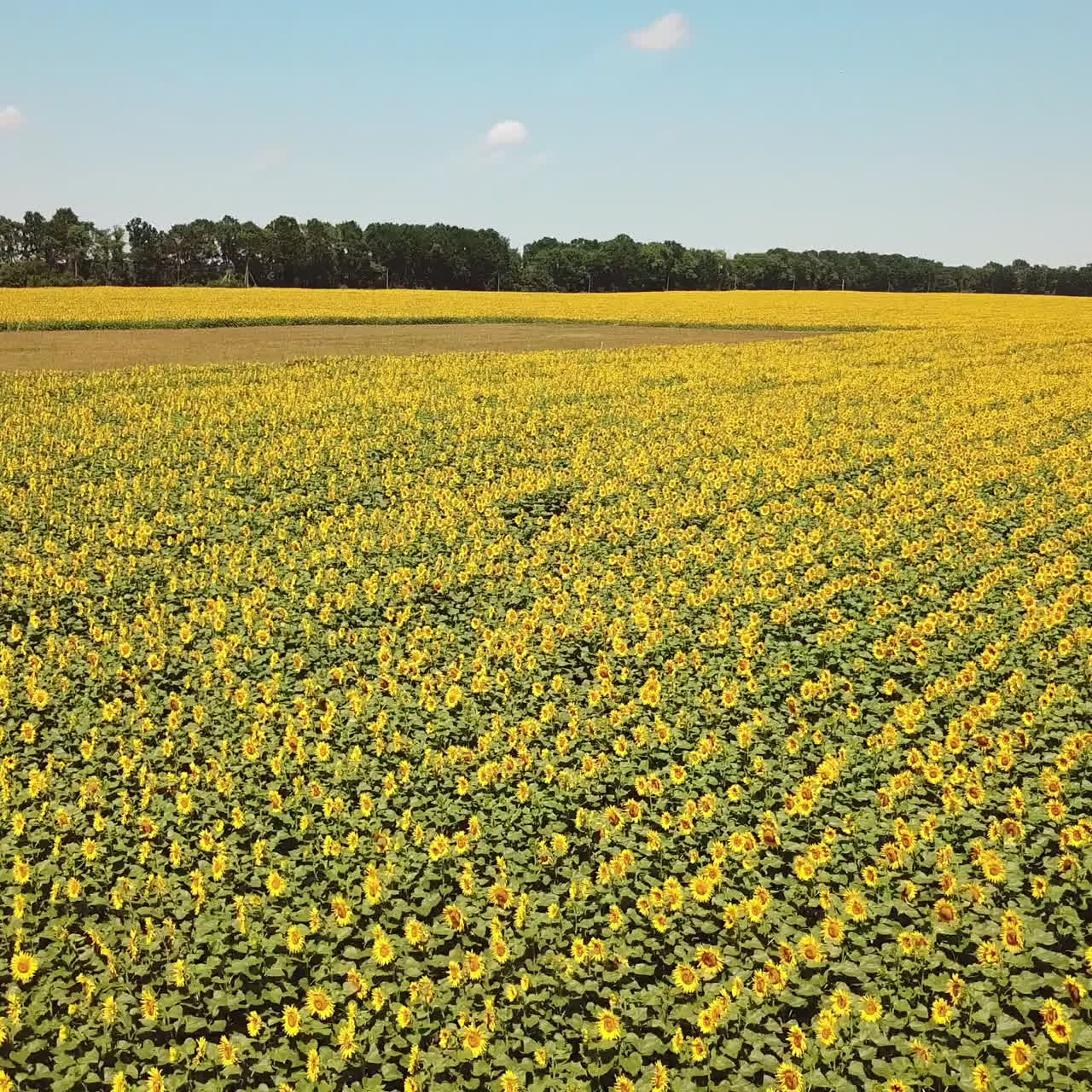 Movement of amazing sunflower fields and meadow under the blue sky in summer. Flight over the field with yellow sunflowers. Aerial view
