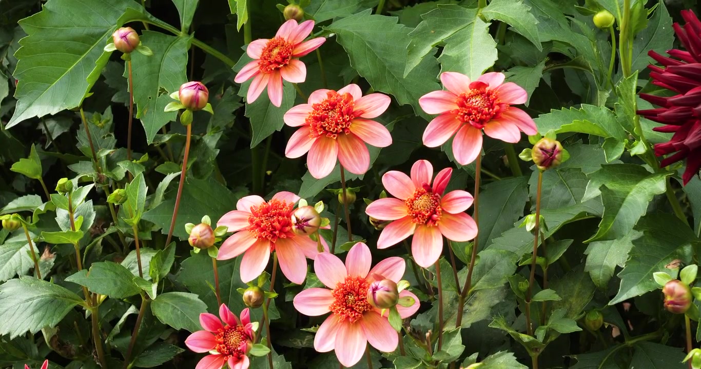 Dalia 'Totally Tangerine' nei Giardini Butchart di Victoria, Columbia Britannica, Canada.