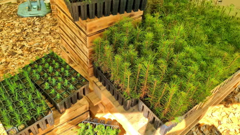 pine tree sprouts in seedling trays in garden