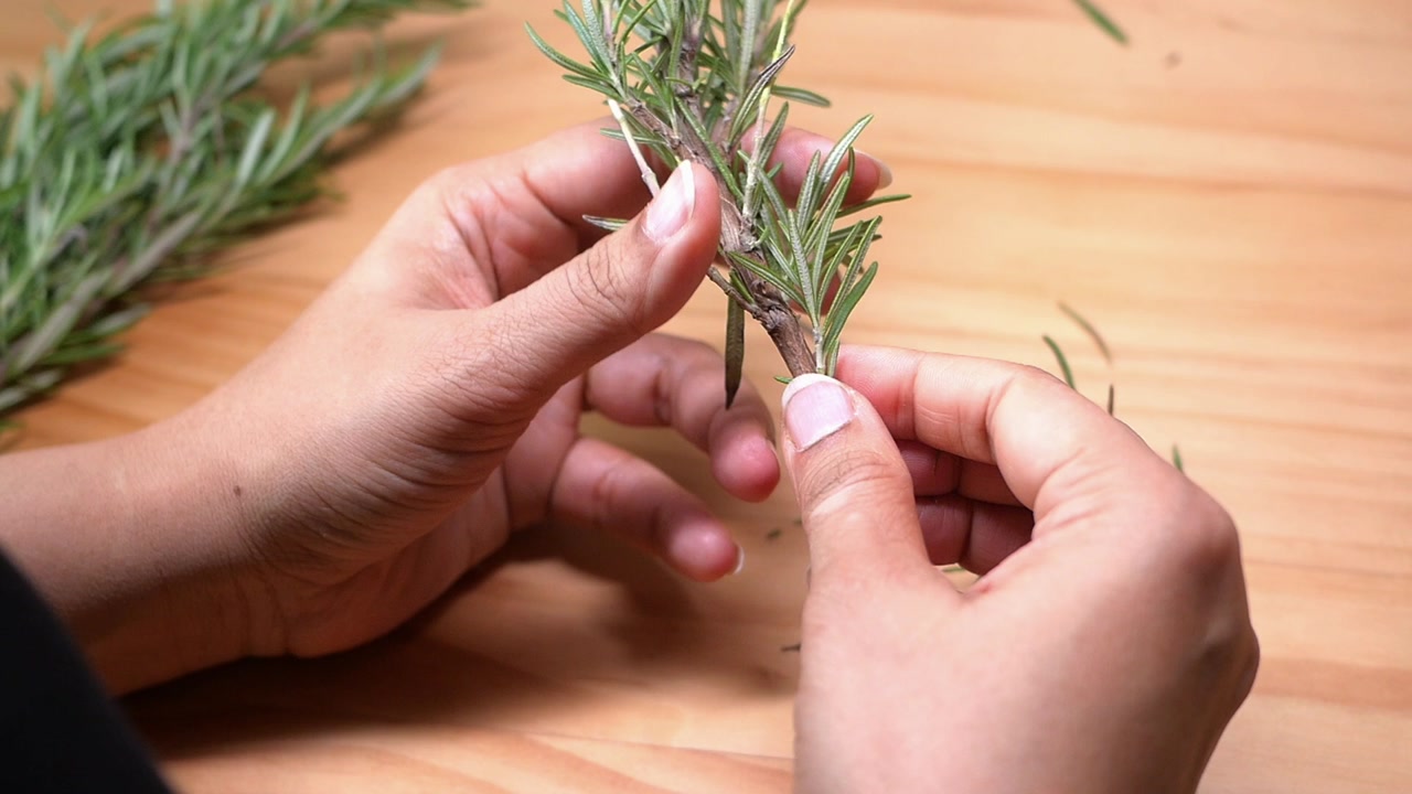 Close-up of hands stripping fresh rosemary leaves from stem