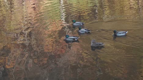 Geese-swimming-in-the-Wissahickon-Creek,-in-autumn