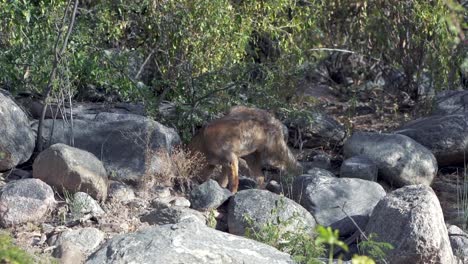 pampas gray fox lying on rocks in the andes mountains of south america
