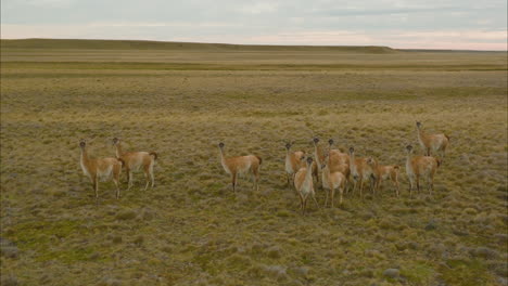 impresionante toma aérea dando vueltas alrededor de una manada de guanacos