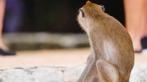 un mono se sienta entre la gente en krabi
