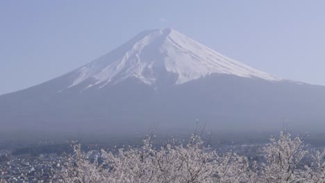 slow motion tilt up over mt. fuji panorama with full blooming cherry blossoms