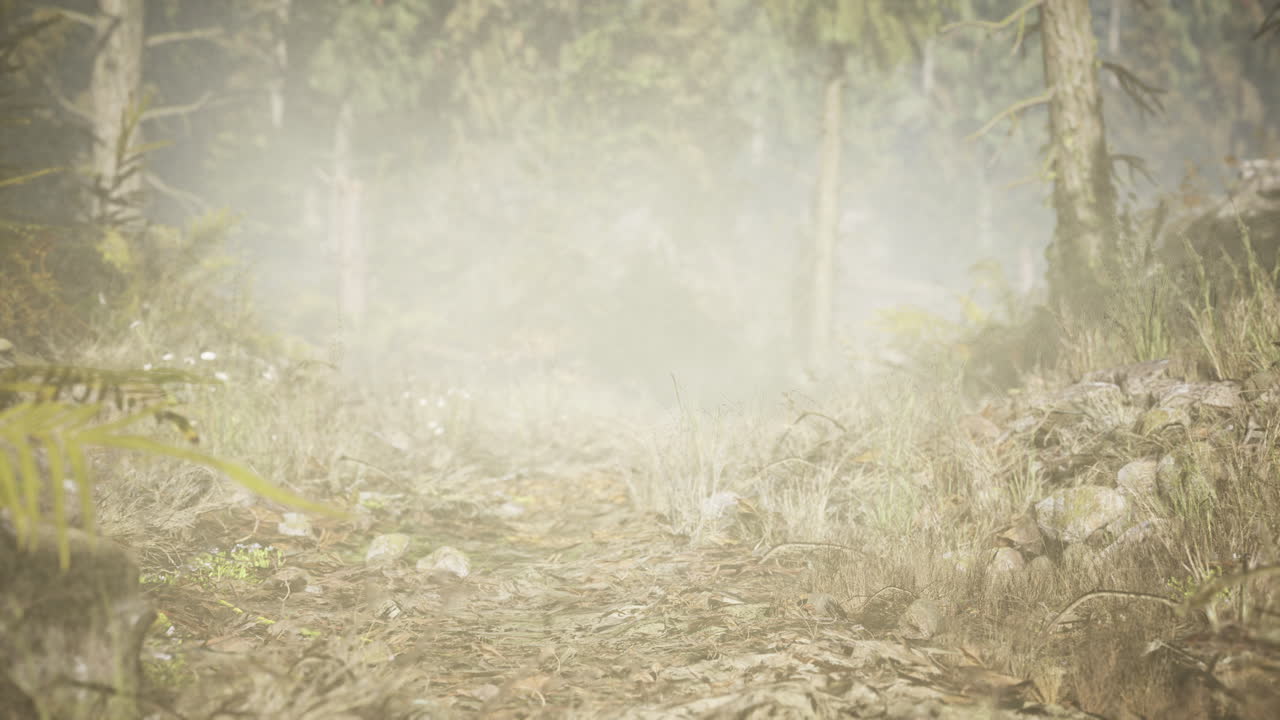 Pine and spruce tree forest