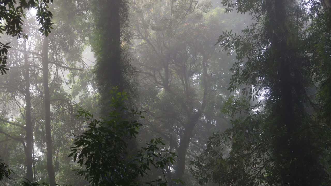 안개 숲 에 있는 나무 들 을 통해 가로질러 가는 빛